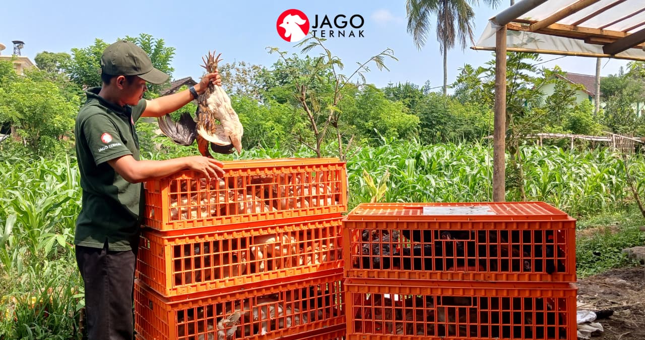 Ayam Arok, Ayam Kampung Unggul Dwiguna dari Malang